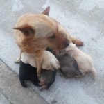 사진有)) ★사람보다 <b>동물</b>이 더 많은집☆