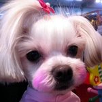 출근하는 강아지 <b>빈이</b>(+ 사진추가)