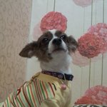 전라남도 <b>여수시</b>에서 사시는분들 읽어주세요 <개를 본사람은 연락주세요>