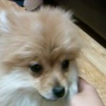 포메리언 암컷 무료로 입양하실 분