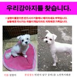 <b>남구</b>에사시는분들 꼭 봐주시길바랍니다...강아지를 잃어버렸어요★★★
