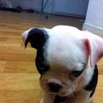 피아노 건반을 닮은 건반이예요 /프렌치<b>불독</b>