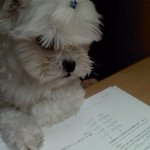 사진有) ★우리 강아지도 수능 돌입 ★