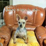 우리 왕싸가지 "또리 잠자는 모습.avi"
