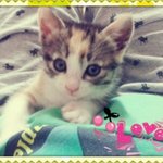 <b>분양</b>보낸 아이가 길냥이가 될 뻔 했어요