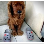 ♥♥♥우리집악마코카.개님♥♥♥사진有