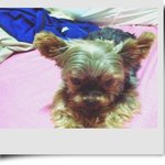 까칠한 할배견 요크셔 <b>복실</b>이를 소개해요~