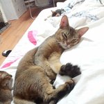 <b>미묘</b> 아비시니안 쪼꼬&amp;치로, 그리고 꼬물이들