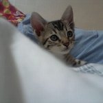 우리 냥이..는 호랭인가벼