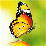 사투리주의/사진有)눈알있는 <b>나비</b>를 봤어요!