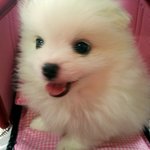 ★하루가 다르게 쑥쑥크는 화이트 <b>포</b><b>메</b> 남신 땡칠이의 육아일기★