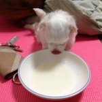 ★☆  사랑스러운 콩이를 소개합니다  ☆★