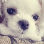 사진有 !▶(귀염주의)◀ 강아지의 탈을쓴 꼬맹이♥