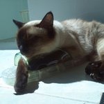 먹을거 앞에선 초절정 <b>미묘</b>