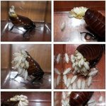 69-(혐)바퀴<b>벌레</b>의 출산