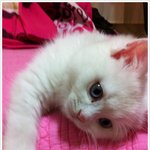 귀염돋는 떼떼,<b>치치</b>