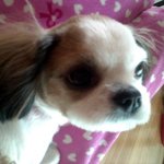 ♥♡엄마가 나보다 더 좋아하는 우리집막내 '사랑이'♡♥  (스압주의)