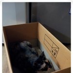 자취아저씨와 냥이 2마리 동거기 (4탄)