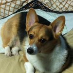 귀여운 숏다리 <b>웰시</b>코기 해피를 소개합니다 :)