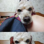 ☆★이것이 진정 강아지더냐☆★ (사람<b>or</b>개..)