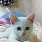 사람으로 치면 장동건급 고양이 <b>요미</b>♥