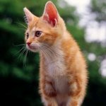 용인시 기흥구 동탄1동<b>주민</b>센터 근처 고양이!