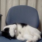 우리 집고냥이 <b>미우</b>♥의 일상사 이야기♬~♬♬