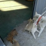 공장에서 <b>서식</b>중인 11마리개판 닭은보너스~