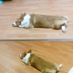 나의 사랑스런 <b>웰시</b>코기 "마고"  2탄