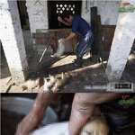 74-(혐)<b>대륙</b>의 강아지포