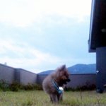 ★★★(포메)밤톨이 이야기 제 3탄 - 새식구편★★★