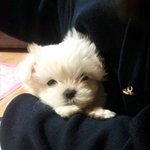 사진,영상有 !▶(귀염주의)◀ 강아지의 탈을쓴 꼬맹이 2탄♥