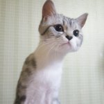 우리집얀이의 <b>휴지</b>사랑 (약혐오주의)