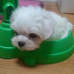 말티즈계의 미스코리아 콩이
