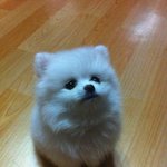 <b>포메</b> 육아일기