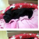 블랙슈나 <b>깜깜이</b>의 일상