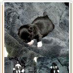 장화신은 개님 '웅녀'를 소개합니다.