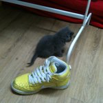 키워보니 흑표범 돋는 러시안블루 호티 이야기(사진스압쩔)