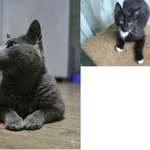 [분양] 러시안블루 <b>나물</b>이, <b>나물</b>이가 낳은 냉이 입양 보냅니다