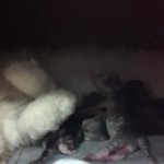 우리집 귀요미냥... [출산사진있음 - 혐오스러울수 있을껄??]