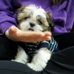 시<b>츄</b>+말티즈 믹스견인 우리 넝넝이 (스압주의)