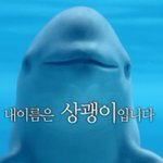 <b>토종</b>고래 상괭이 보호!!!!