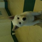 강아지를 주엇어요!도와주세요