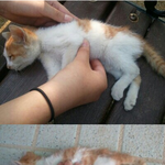 새끼고양이던져버린아저씨/사진有
