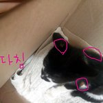 [<b>분양</b>]아기고양이<b>분양</b>합니다