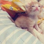 처음키워보는 고양이 "나미"