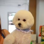 ★★★★(2탄!!!)천방지축 <b>비숑</b>프리제 망구★★★