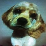 ♥ 호두<b>마루</b> <b>체리마루</b>?ㅋㅋ 호두랑 <b>체리</b>랑 <b>마루</b>랑!