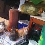 아픈 고양이라 버리듯 두고 가셨나요?