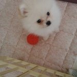 (크림 포메라니안) ♡<b>두부</b>!♡